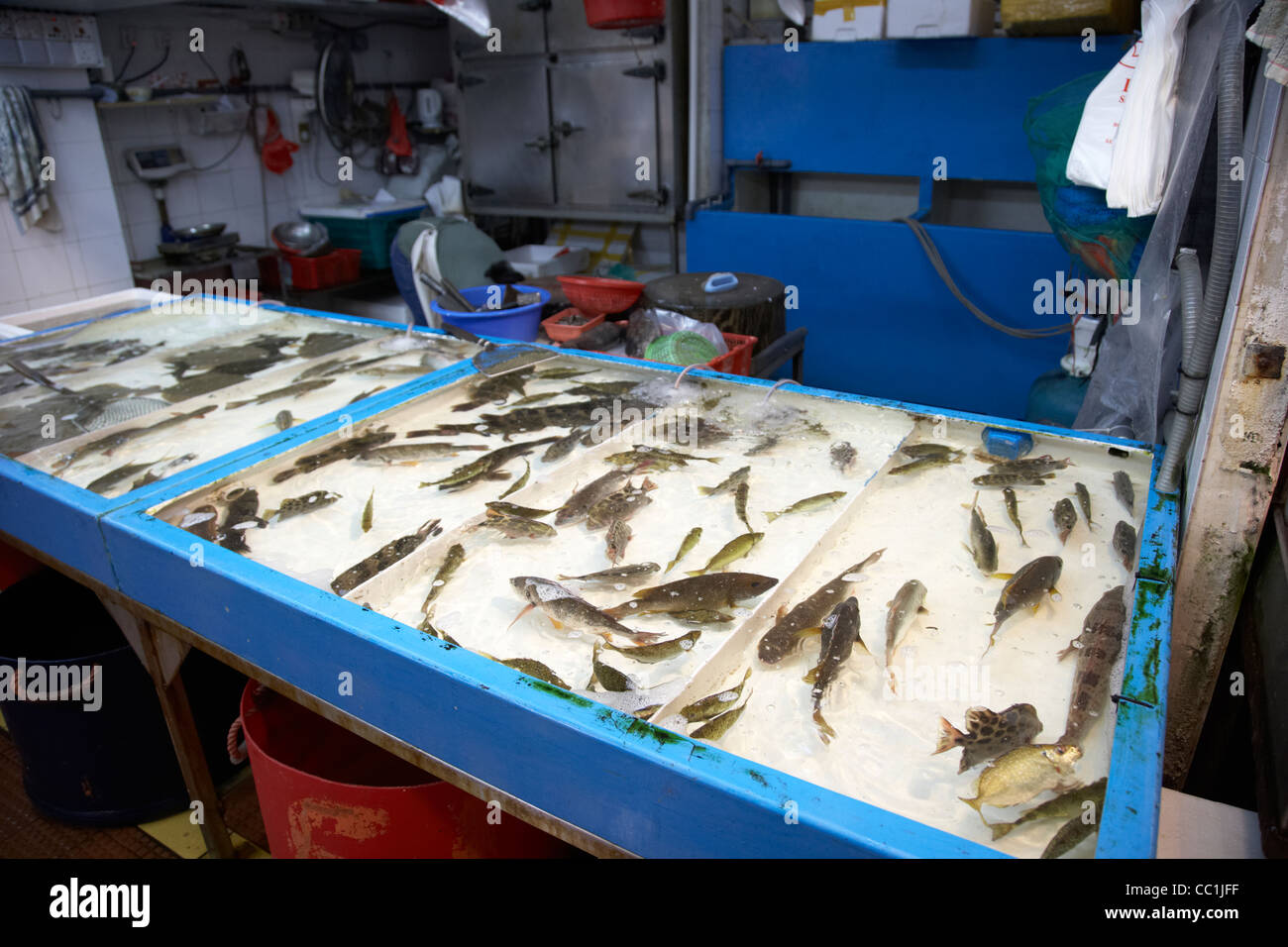 lebende Fische in Tabelle Oberseiten Tanks für Verkauf in Yau Ma Tei indoor Lebensmittel Markt Kowloon Hong Kong Sonderverwaltungsregion Hongkong China Asien Stockfoto