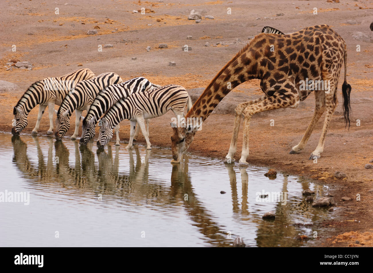 Giraffen und Zebras an einem Wasserloch zu trinken. Etosha Nationalpark, Namibia. Stockfoto