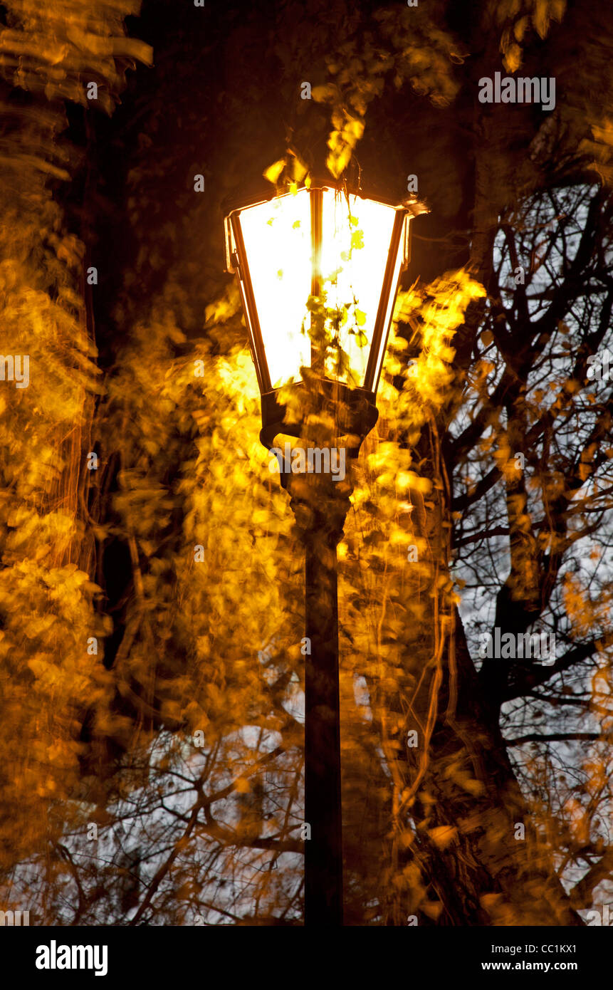 Lampe und Baum Stockfoto
