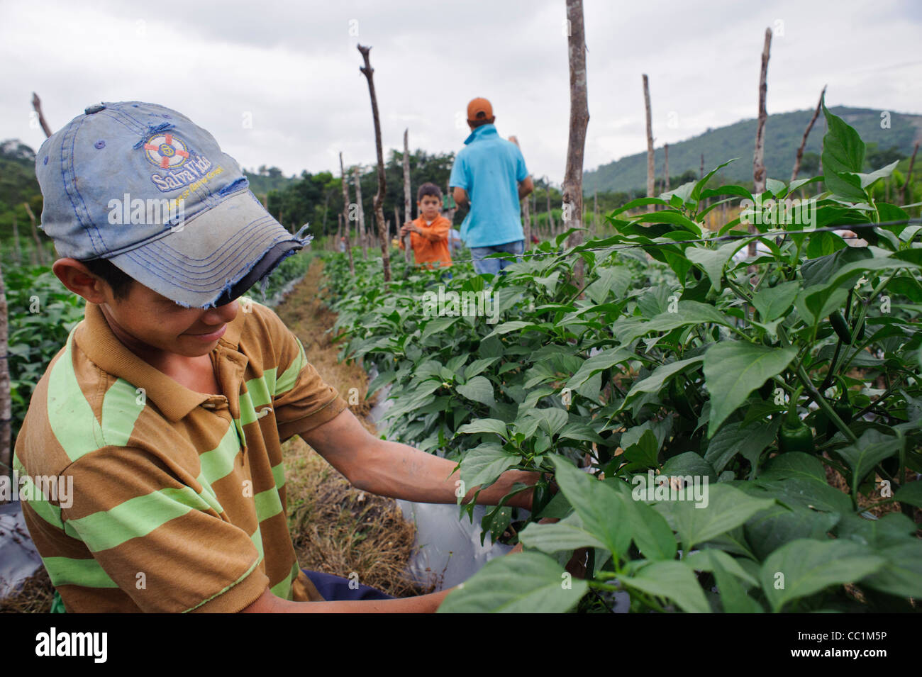 Jalapeña Pfeffer-Ernte in La Entrada Honduras mit jungen Kommissionierung und tragen das Produkt aus dem Feld Stockfoto