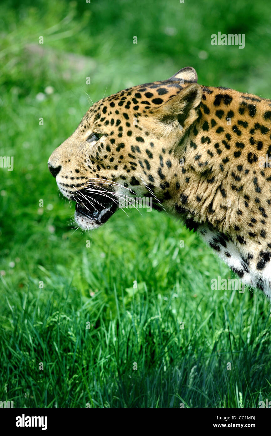 Jaguar auf grüne Landschaft im zoo Stockfoto