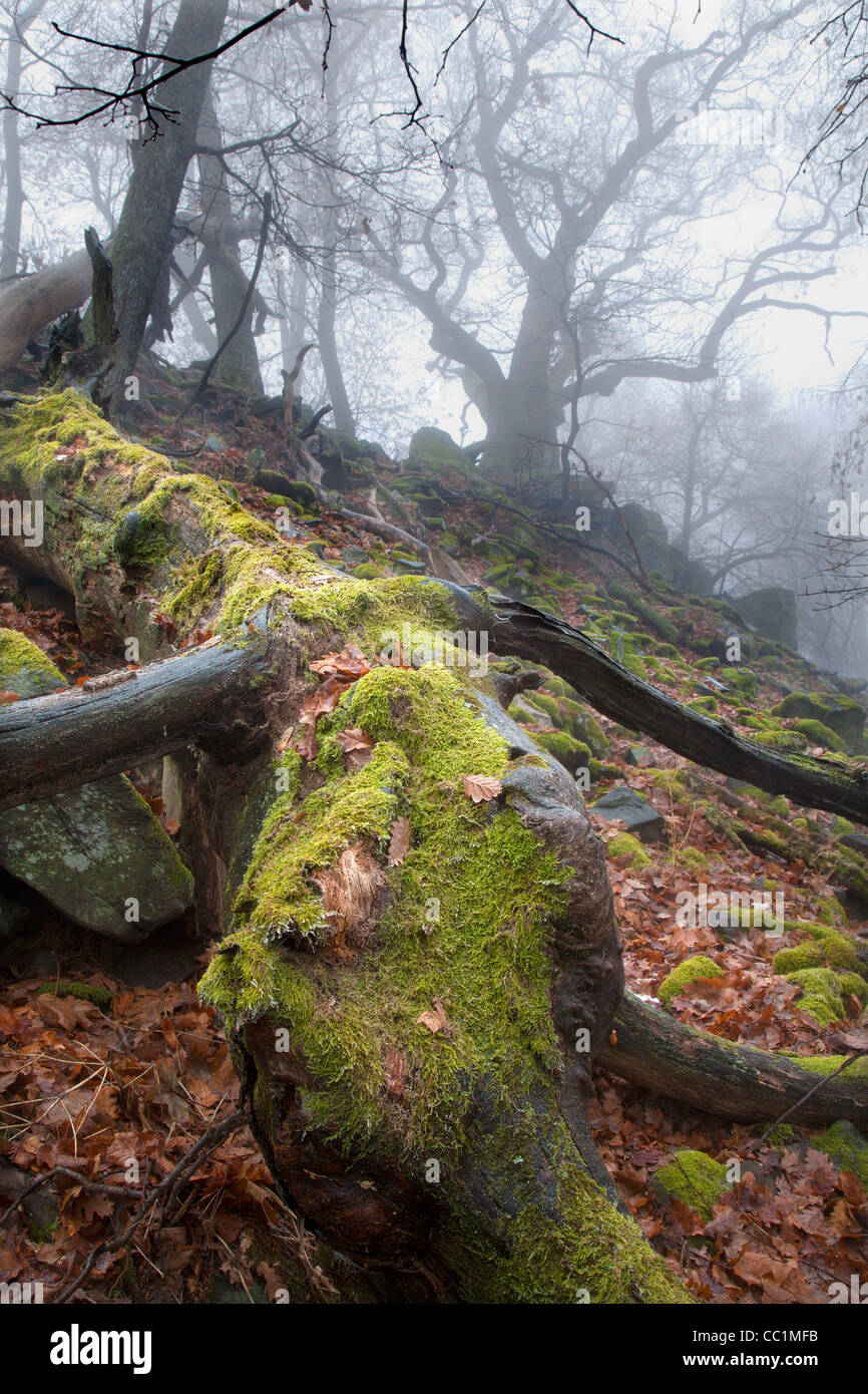herbstlichen Wald im Nebel - alten Stamm Stockfoto