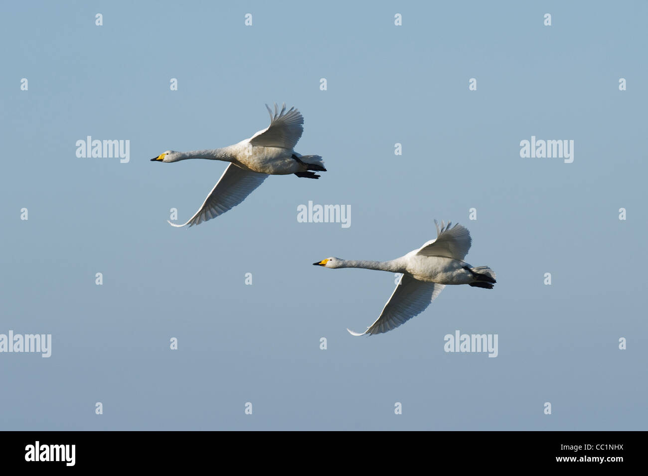 Singschwan (Cygnus Cygnus), Martin Mere, Lancashire, UK Stockfoto