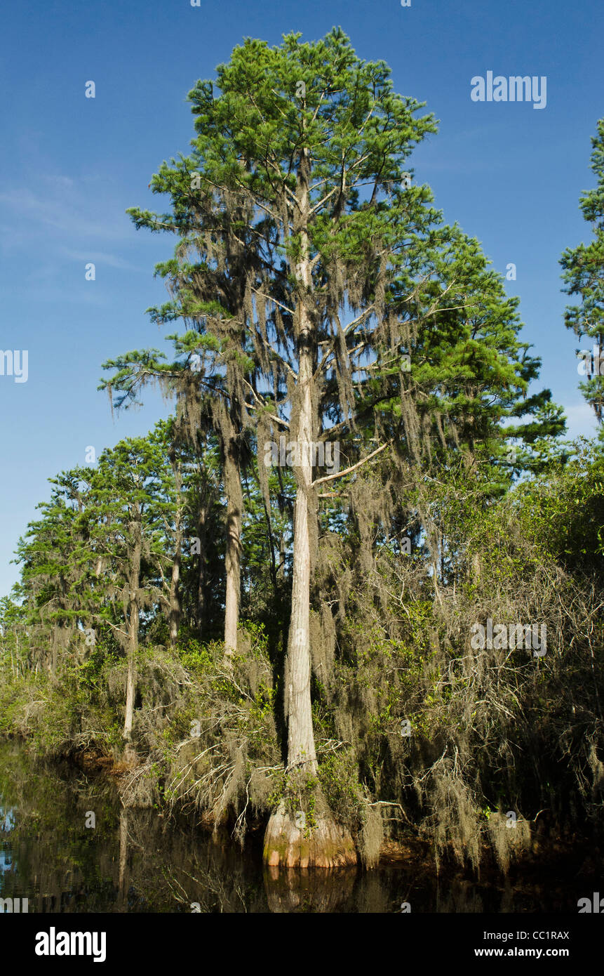 Suwannee Kanal, schuf den Menschen nach 1891, Okefenokee National Wildlife Refuge, Florida, USA Stockfoto