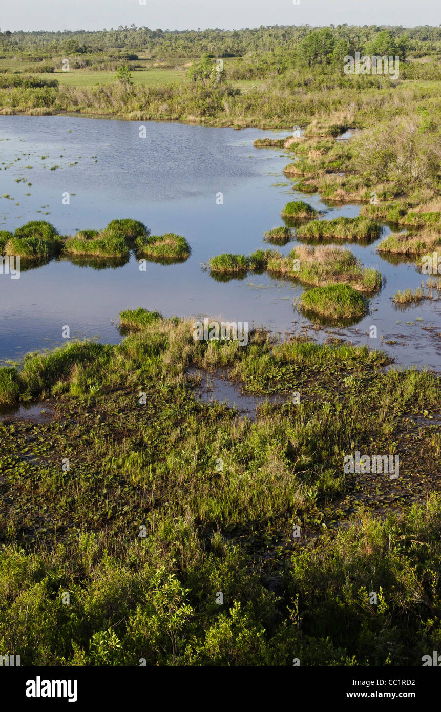 Okefenokee Swamp, Okefenokee National Wildlife Refuge, Florida, USA Stockfoto