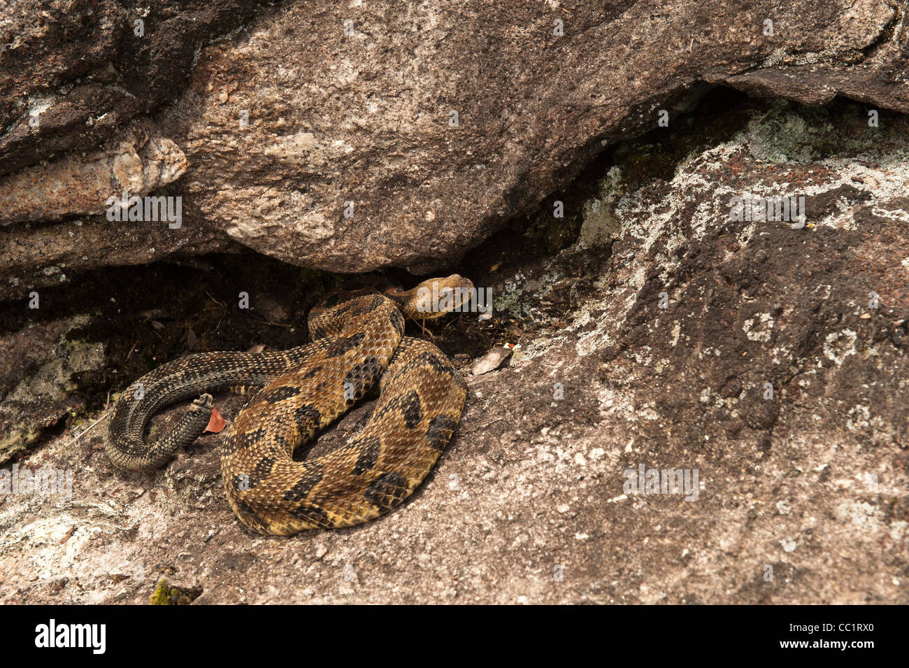 Holz morph-Klapperschlange (Crotalus Horridus), gelb in der Nähe von den Ruhezustand Höhle, Nord Georgia, USA. Digital verändert. Stockfoto
