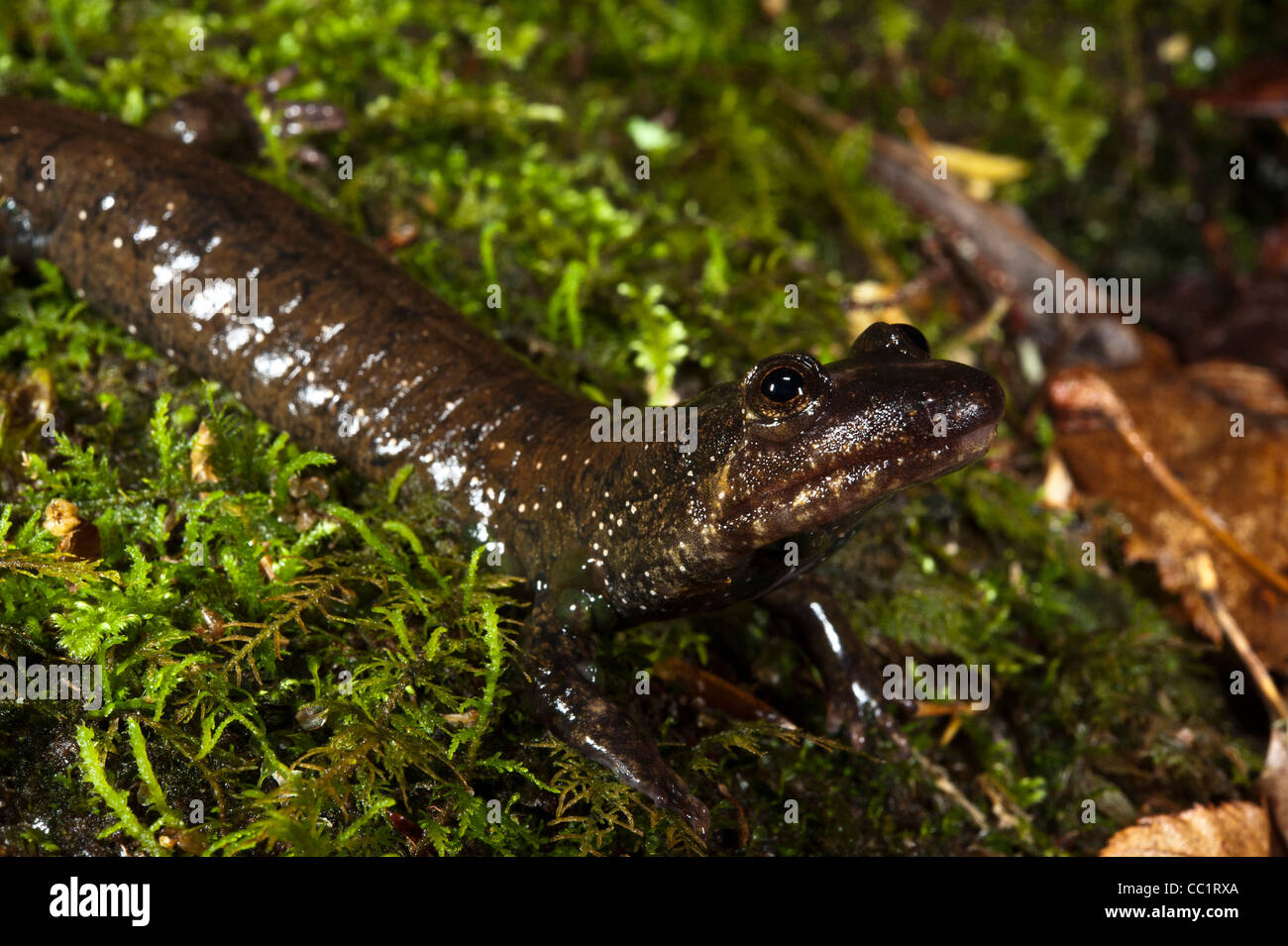 Schwarzbäuchigen Salamander (Desmognathus Quadramaculatus), in Gefangenschaft. North Georgia, USA Stockfoto