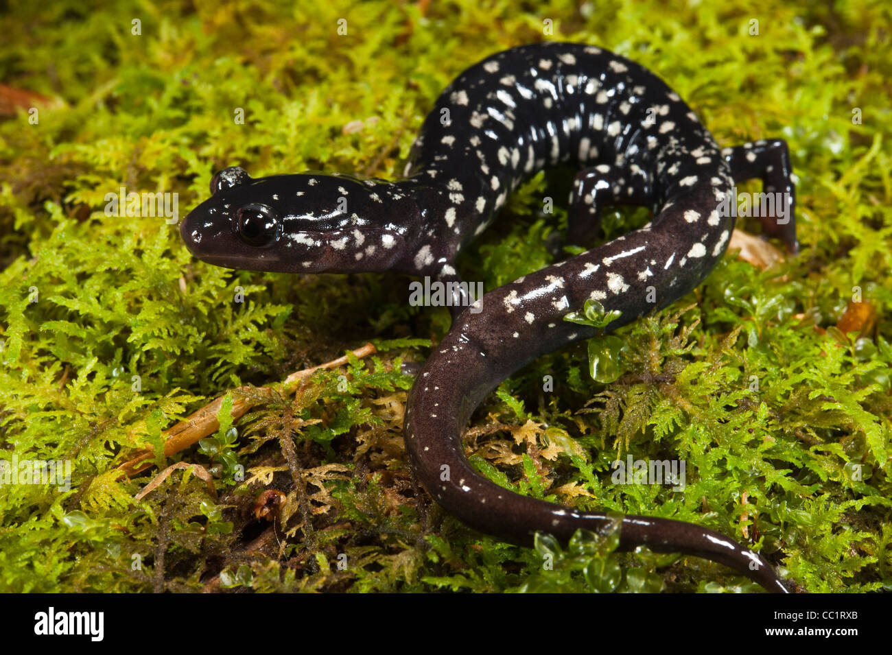 Ocmulgee schleimige Salamander (Plethodon Ocmulgee), in Gefangenschaft. North Georgia, USA Stockfoto