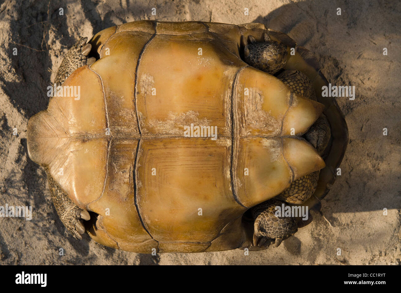 Gopher-Schildkröte (Gopherus Polyphemus). Die Orianne Indigo-Schlange bewahren, Telfair County, Georgia, USA. Digital verändert. Stockfoto
