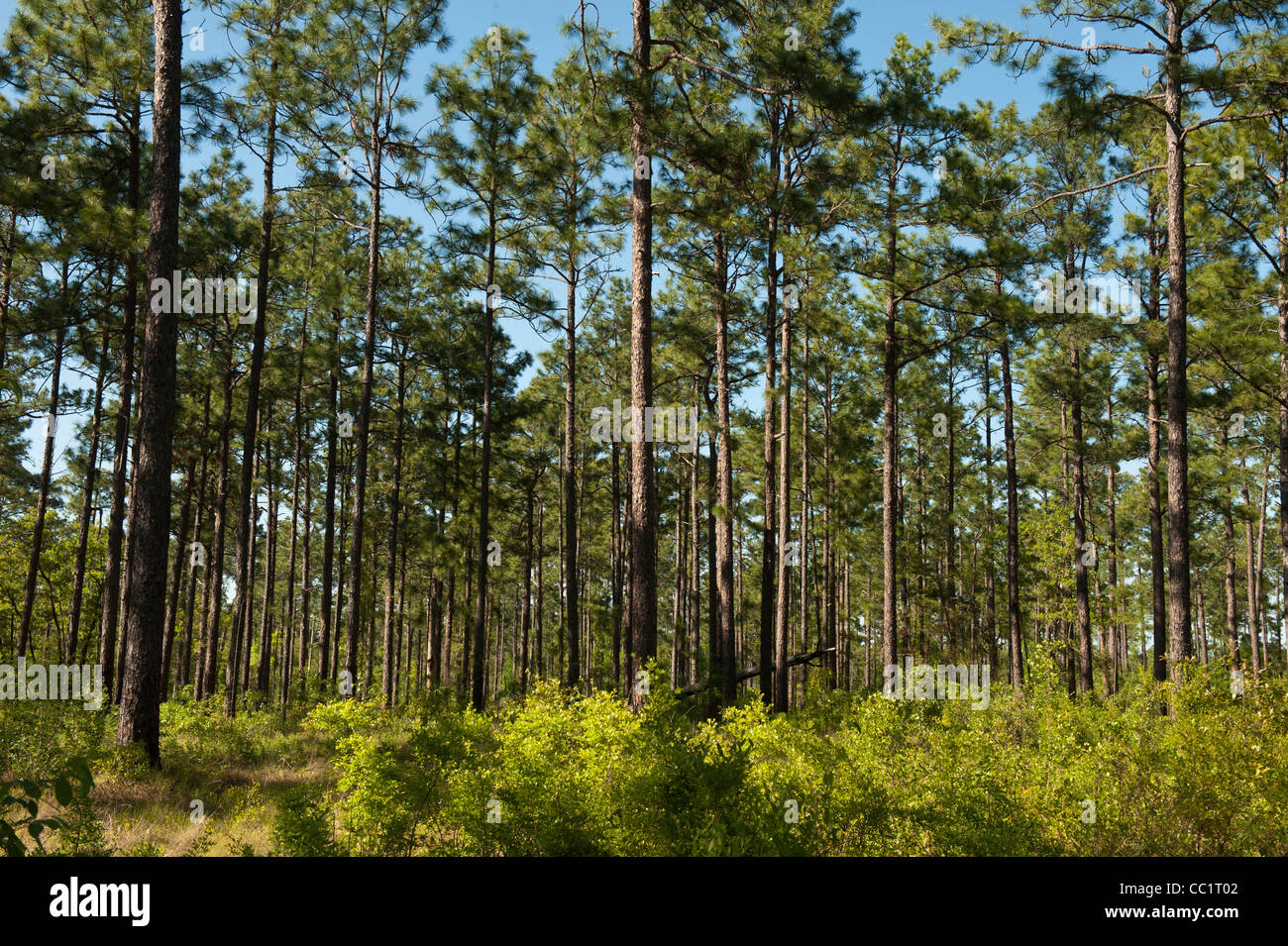 Die restlichen 3 % der Longleaf Kiefernwald (Pinus Palustris), Telfair County, Georgia, USA Stockfoto