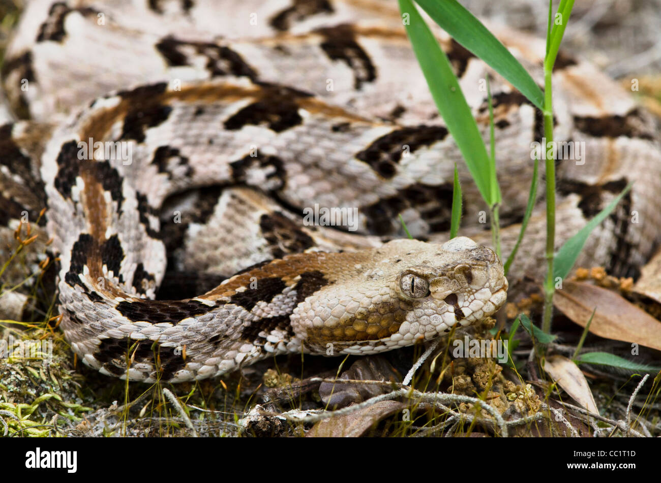 Canebrake oder Holz-Klapperschlange (Crotalus Horridus), Jugendkriminalität, gefangen. Orianne Indigo-Schlange zu bewahren, Georgia, USA Stockfoto