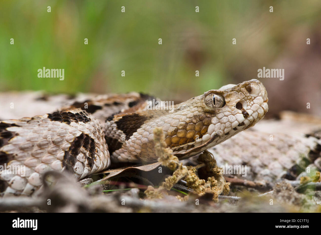 Canebrake oder Holz-Klapperschlange (Crotalus Horridus), Jugendkriminalität, gefangen. Orianne Indigo-Schlange zu bewahren, Georgia, USA Stockfoto