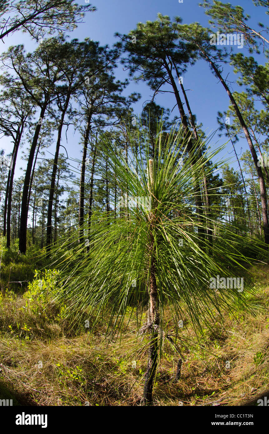 Die restlichen 3 % der Longleaf Kiefernwald (Pinus Palustris), Telfair County, Georgia, USA Stockfoto