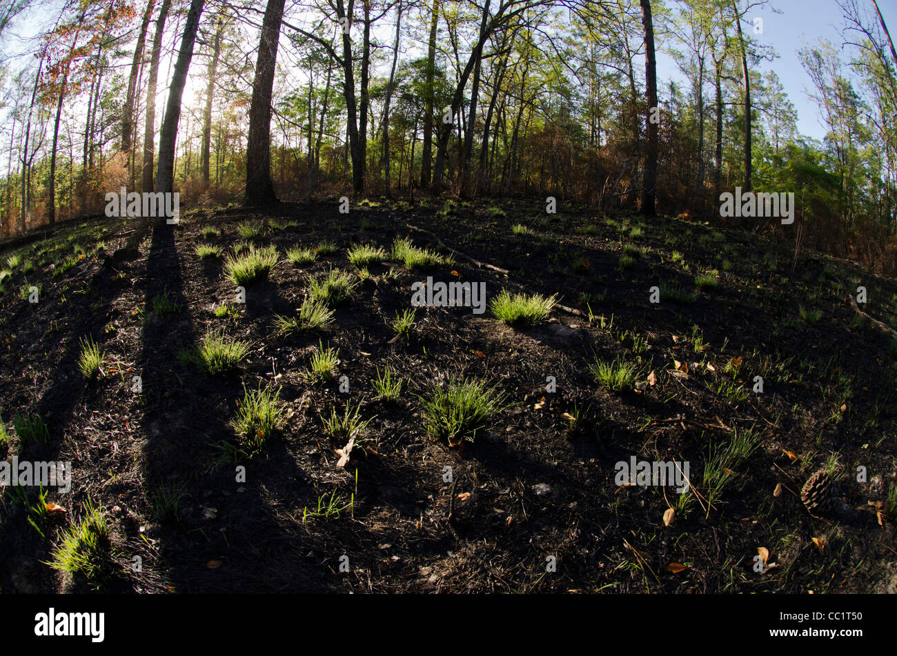 Die restlichen 3 % der Longleaf Kiefernwald (Pinus Palustris), Telfair County, Georgia, USA Stockfoto