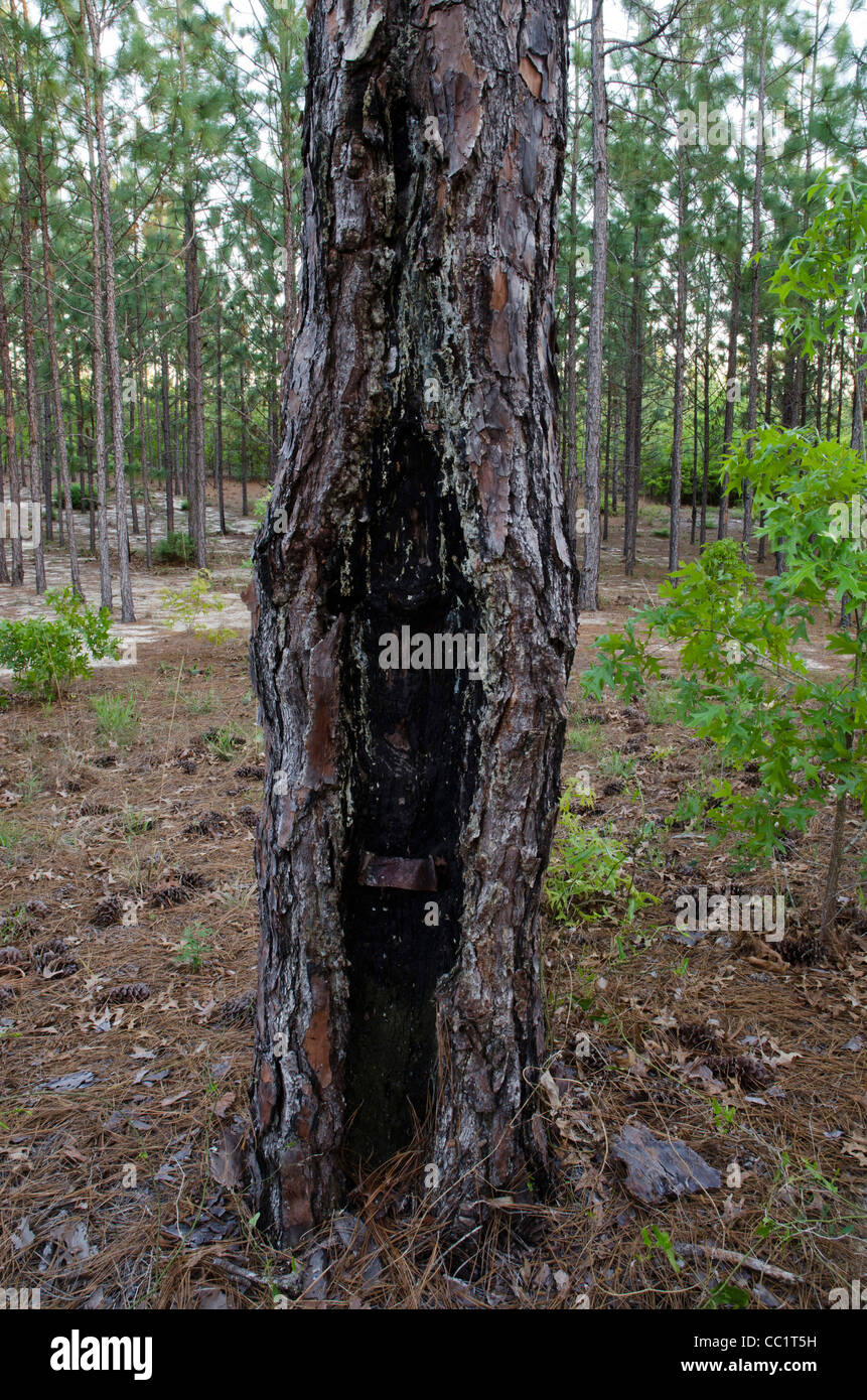 Die restlichen 3 % der Longleaf Kiefernwald (Pinus Palustris), Telfair County, Georgia, USA Stockfoto