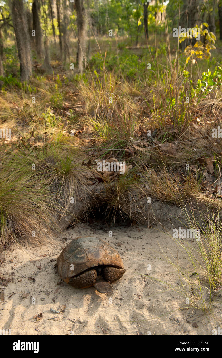 Gopher-Schildkröte (Gopherus Polyphemus), männlich im Fuchsbau. Die Orianne Indigo-Schlange bewahren, Telfair County, Georgia, USA Stockfoto