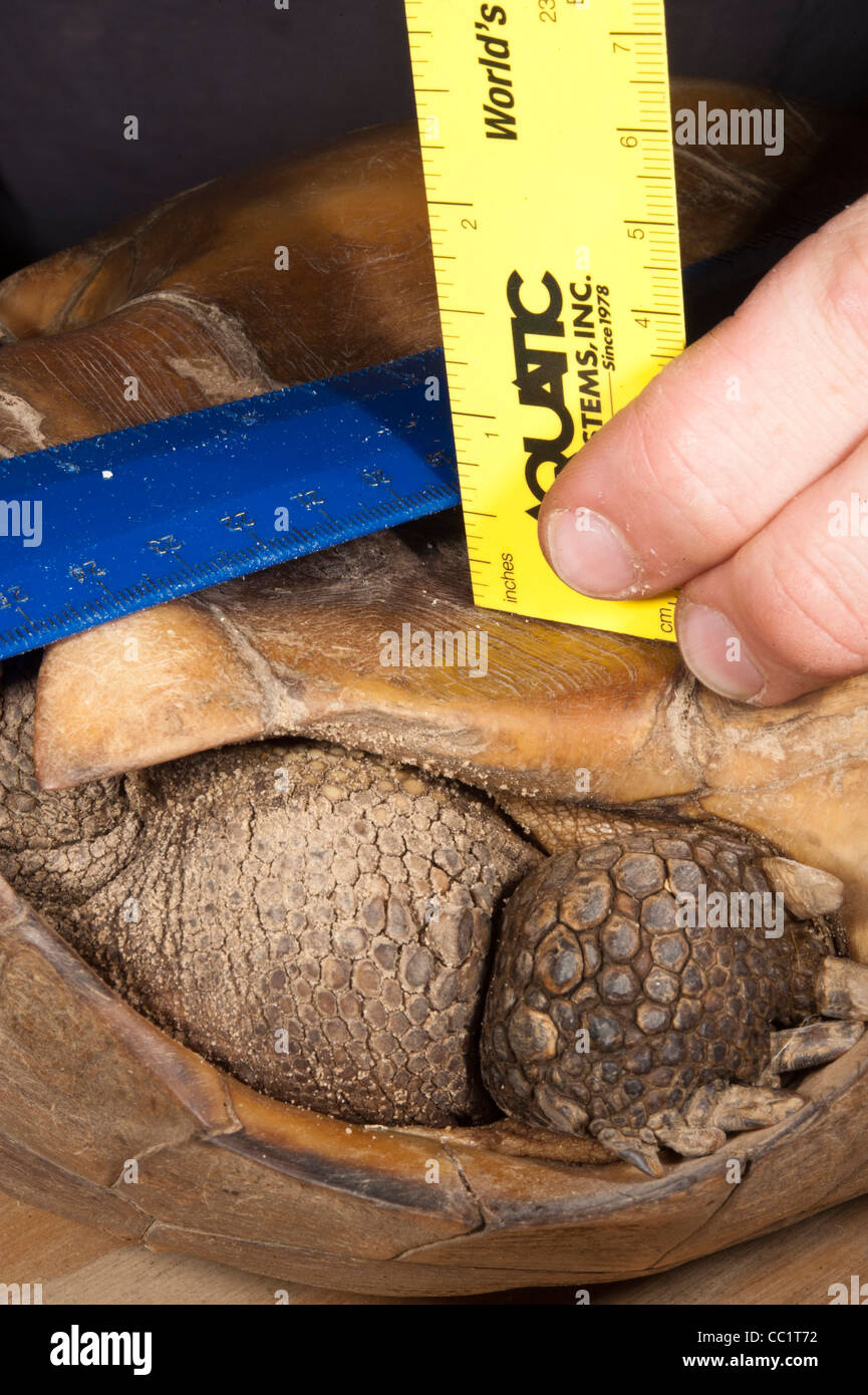 Gopher-Schildkröte (Gopherus Polyphemus), Männlich, Messung der Konkavität des Plastron. Orianne Indigo-Schlange zu bewahren, Georgia, USA Stockfoto
