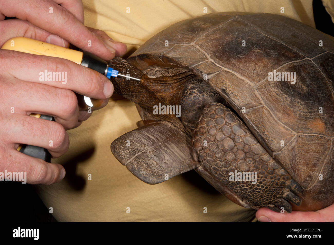 Injektion von PIT-Tag in Gopher Schildkröte (Gopherus Polyphemus). Die Orianne Indigo-Schlange bewahren, Telfair County, Georgia, USA Stockfoto