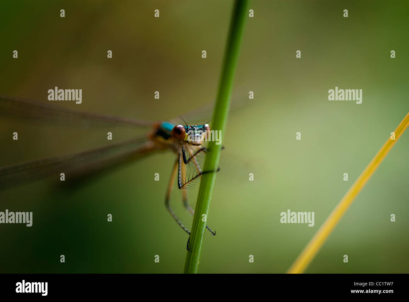 Damselfly Stockfoto