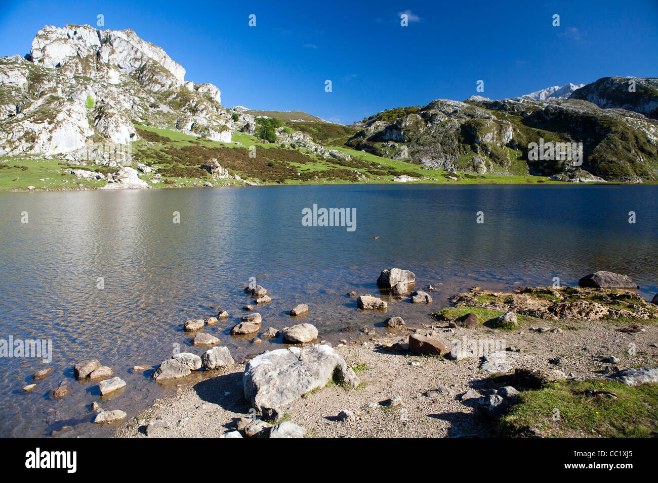 Lago De La Ercina im Abschnitt Covadonga die Picos de Europa Stockfoto