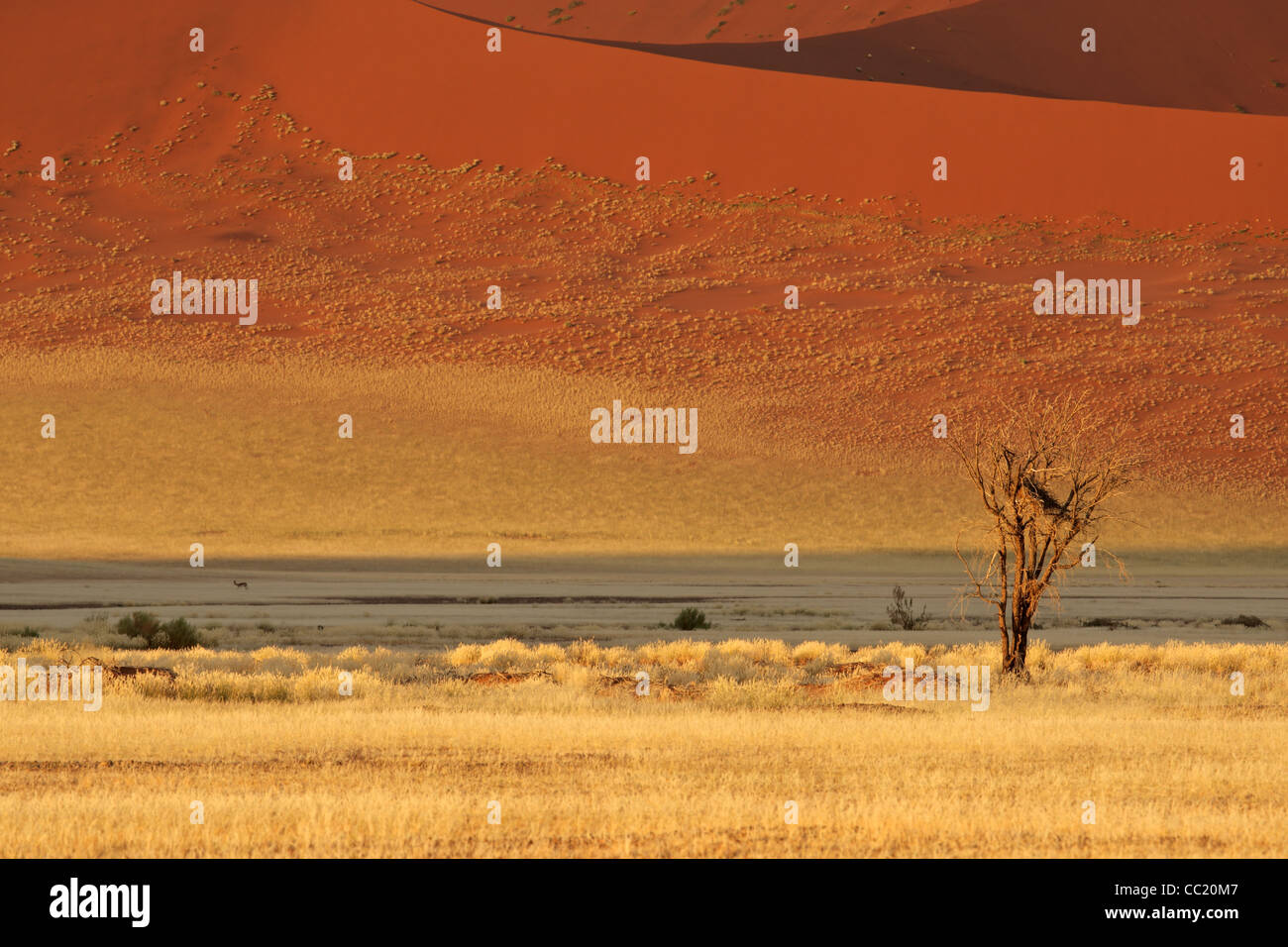 Wüstenlandschaft mit Gräsern, rote Sanddünen und einer afrikanischen Akazie, Sossusvlei, Namibia, Südliches Afrika Stockfoto
