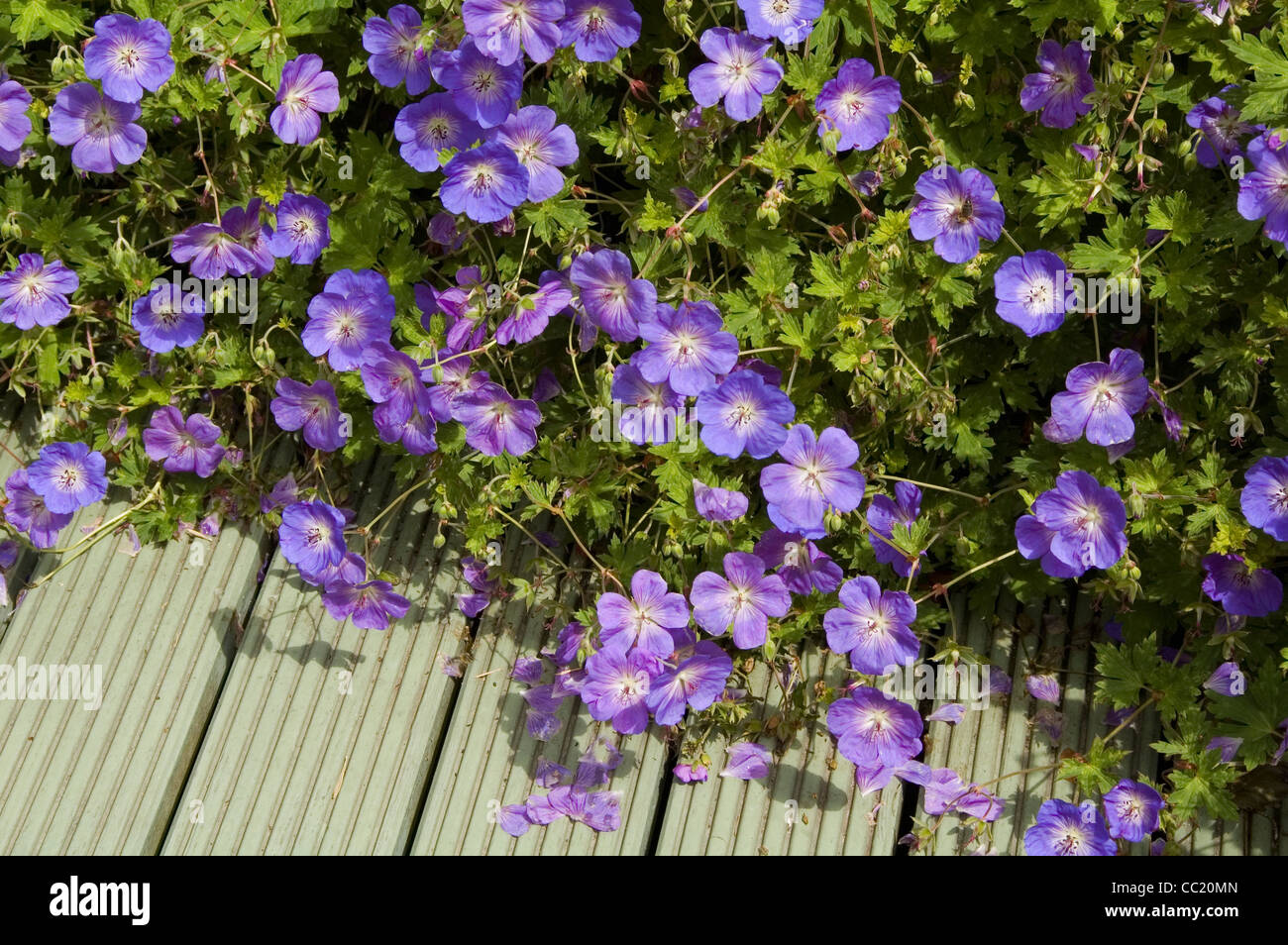 Storchschnabel Jolly Bee - Hardy Geranium Staude Stockfoto