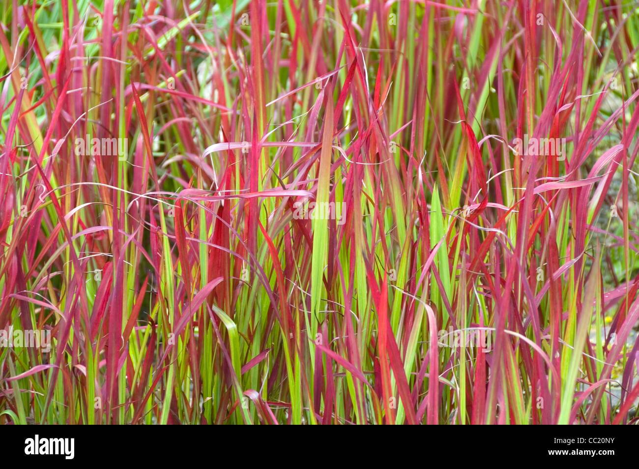 Imperata Cylindrica Red Baron Stockfoto