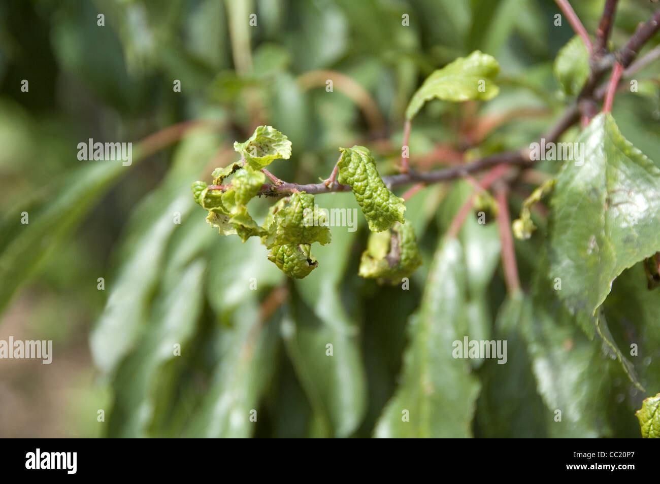 Leaf Curl - schädigen Blattläuse auf Birne Laub Stockfoto