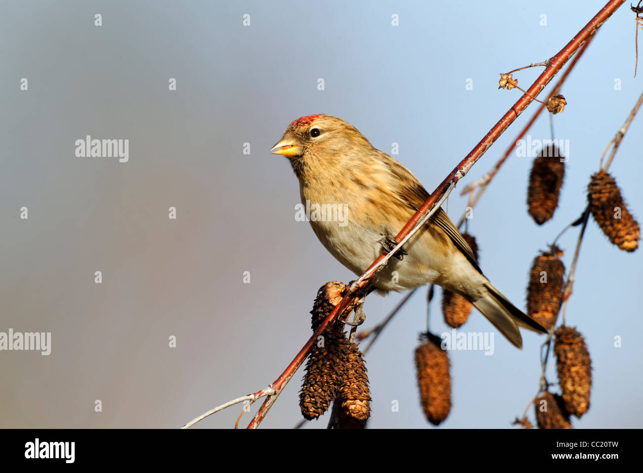 Geringerem Redpoll, Zuchtjahr Kabarett, einziger Vogel auf Silver Birch Kätzchen, Warwickshire, Januar 2012 Stockfoto