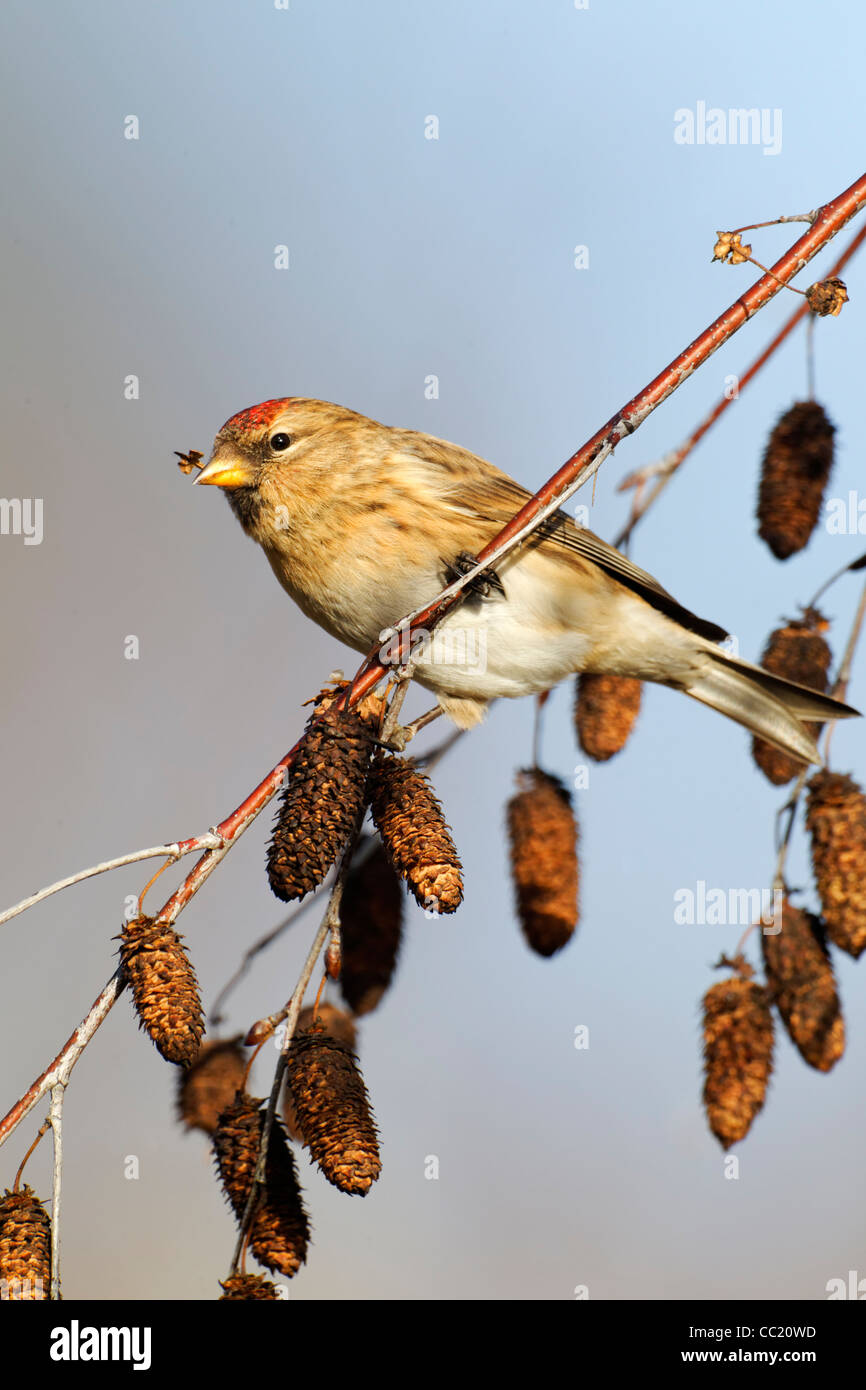 Geringerem Redpoll, Zuchtjahr Kabarett, einziger Vogel auf Silver Birch Kätzchen, Warwickshire, Januar 2012 Stockfoto