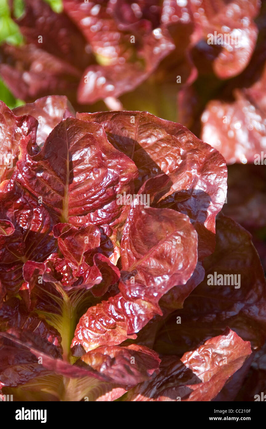 Lila Salat - Salat Nymans Vielfalt Stockfoto