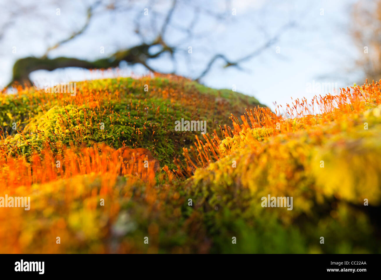 Moos auf einer Trockenmauer auf Orrest Head oben Windermere im Lake District, Cumbria, England. Stockfoto