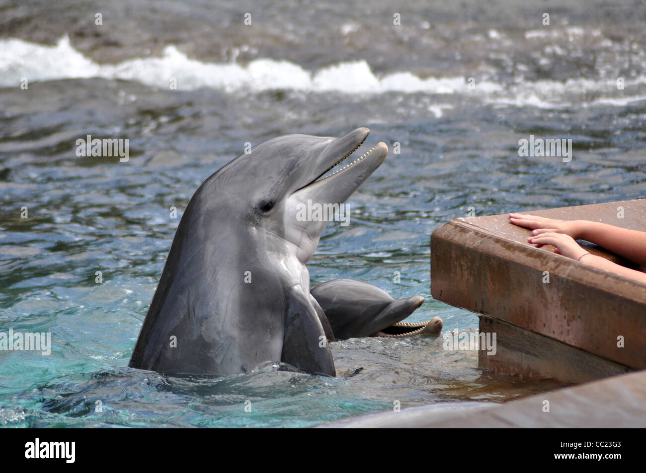 Delphin-Kopf aus Wasser Stockfoto