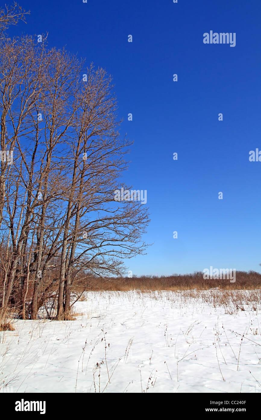 größere Eichen auf Winter-Feld Stockfoto