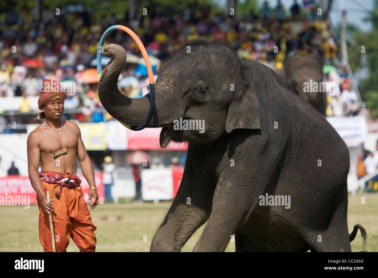 Ein Elefant führt Tricks mit einem Hula-Hoop am Surin Elephant Festival.  Surin, Thailand Stockfoto