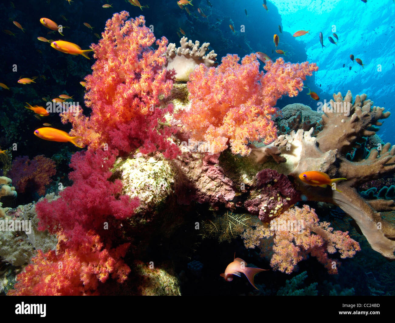 Korallenriff im Roten Meer (Ägypten) Stockfoto