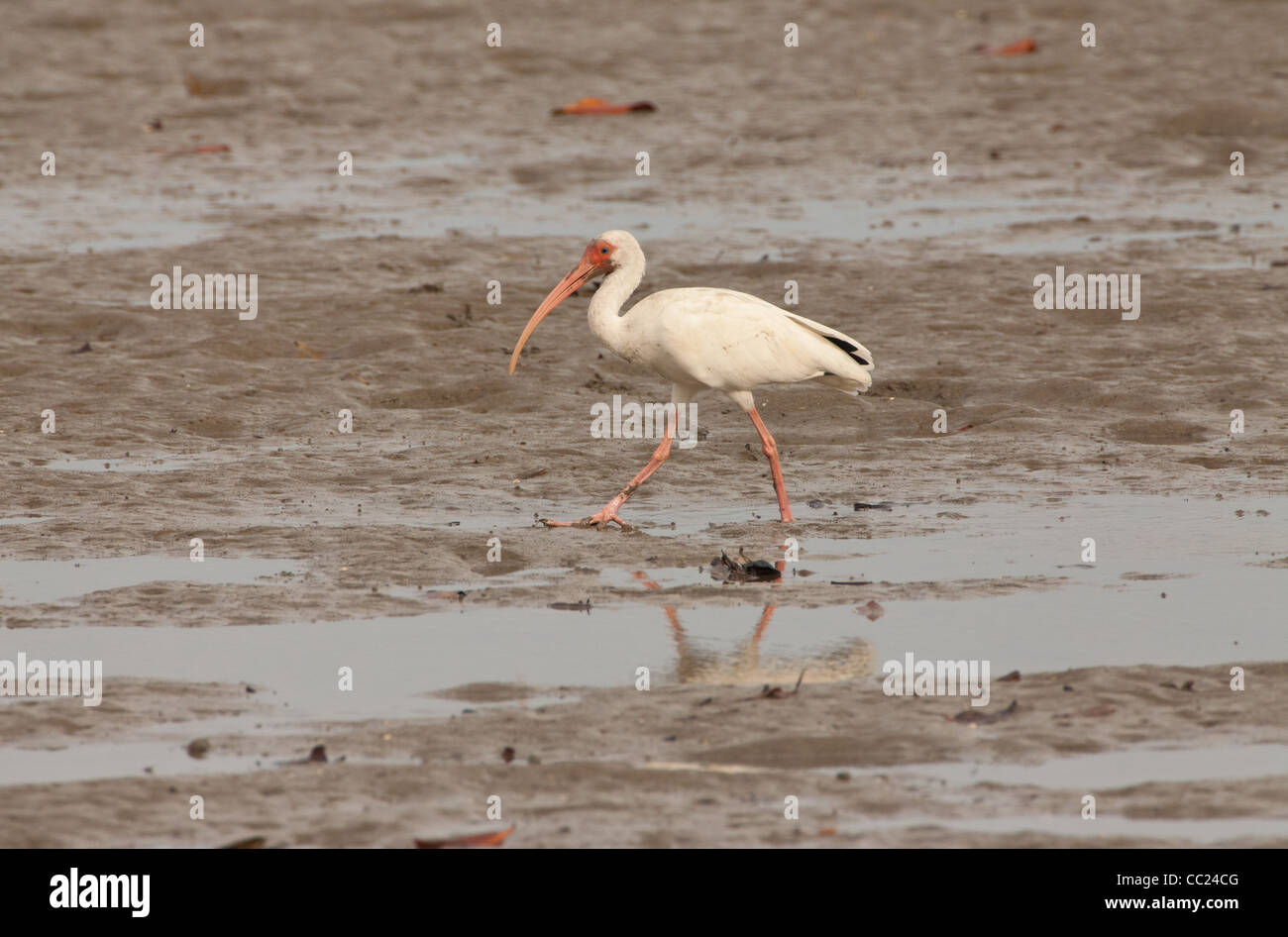 White Ibis, Eudocimus albus, in Punta Chame, Pazifikküste, Panama Provinz, Republik Panama. Stockfoto