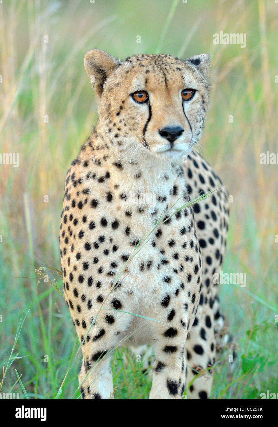 Krüger Nationalpark in Südafrika ist weltweit bekannt für Do it yourself Tierbeobachtungen zu erschwinglichen Preisen. Stockfoto
