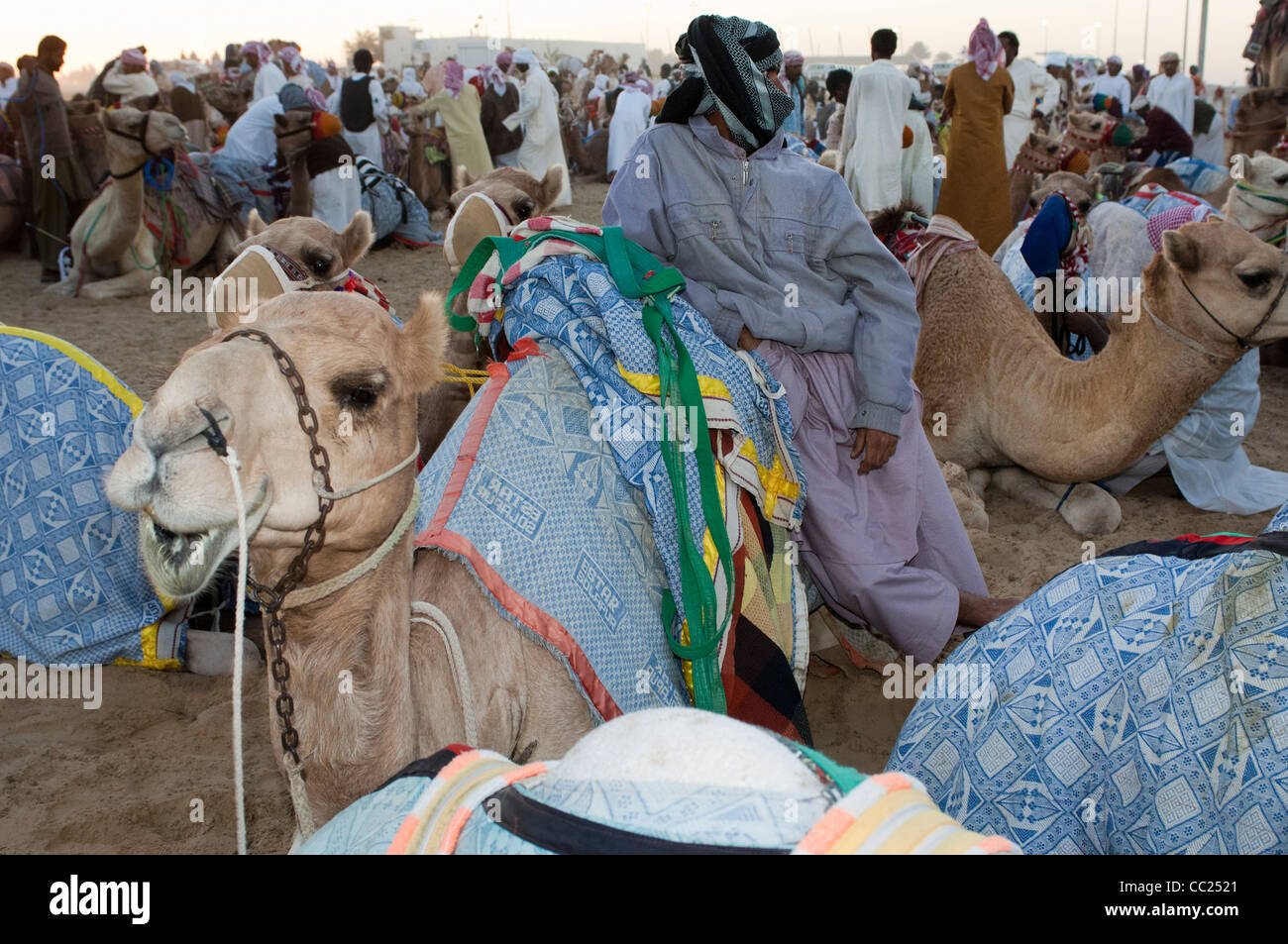 Kamele versammelten sich vor der Jahrhundertwende, Rennen. Kamelrennen in Dubai. Stockfoto