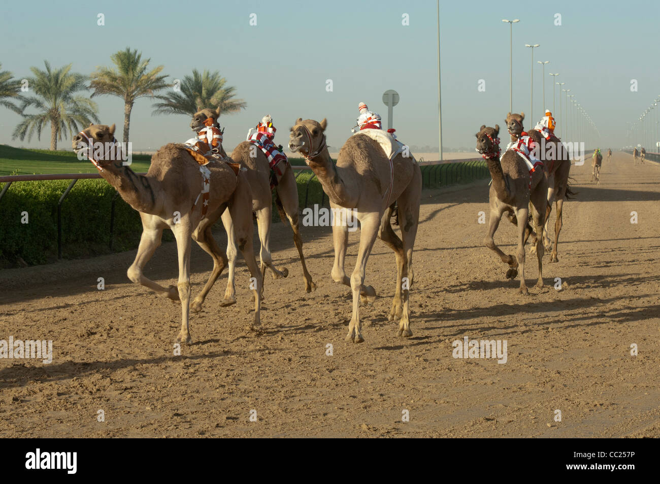 Kamelrennen Dubai. Vereinigte Arabische Emirate Stockfoto