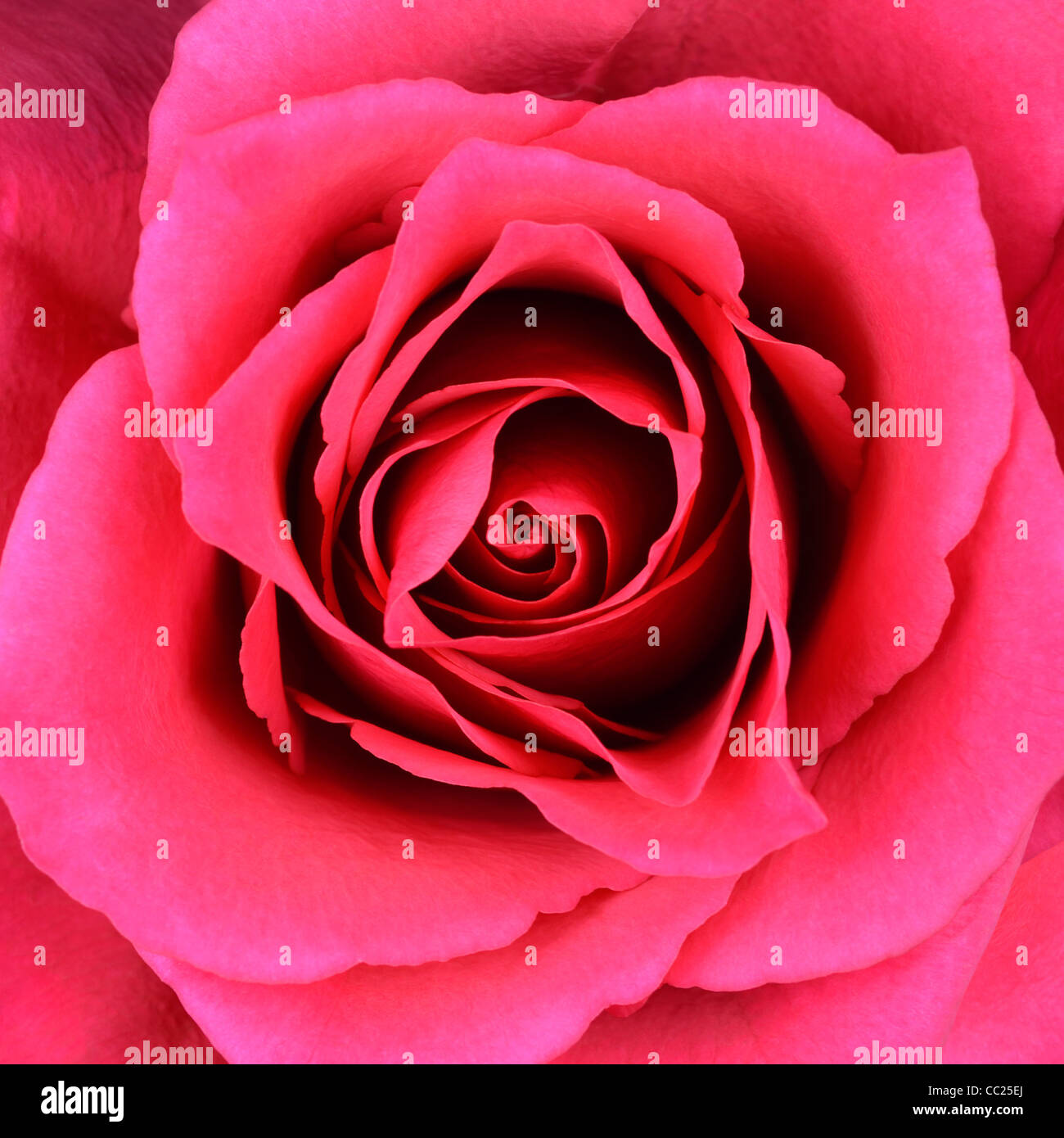 Nahaufnahme auf Mitte der schöne rote Rose. Perfekte Makro auf schöne große Rose Flowerhead Stockfoto