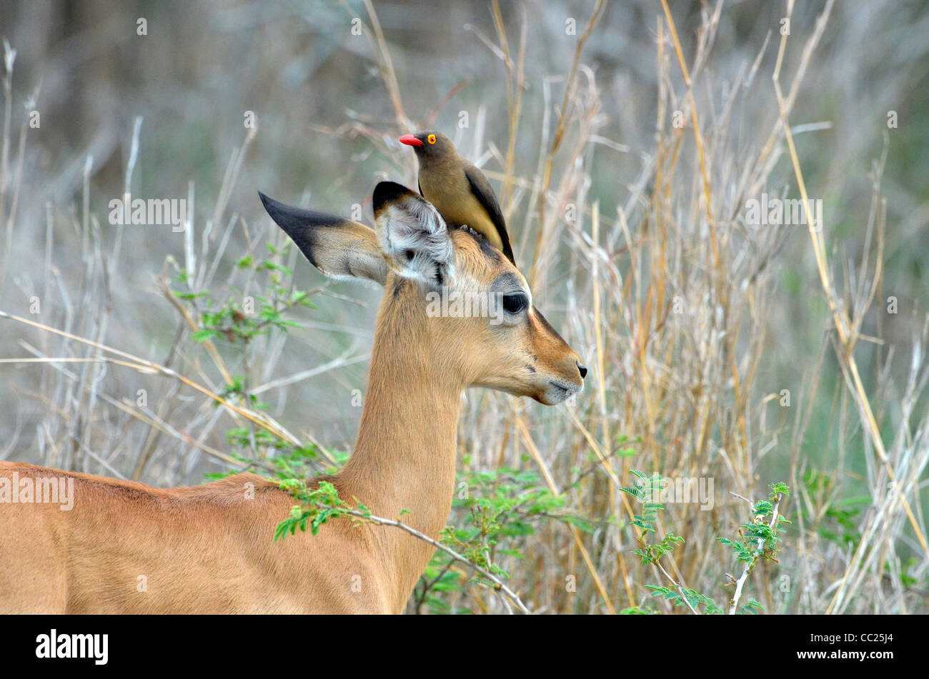 Krüger Nationalpark in Südafrika, weltweit bekannt für Tierbeobachtungen zu erschwinglichen Preisen. Baby-Impala mit Oxpeckecker am Kopf Stockfoto