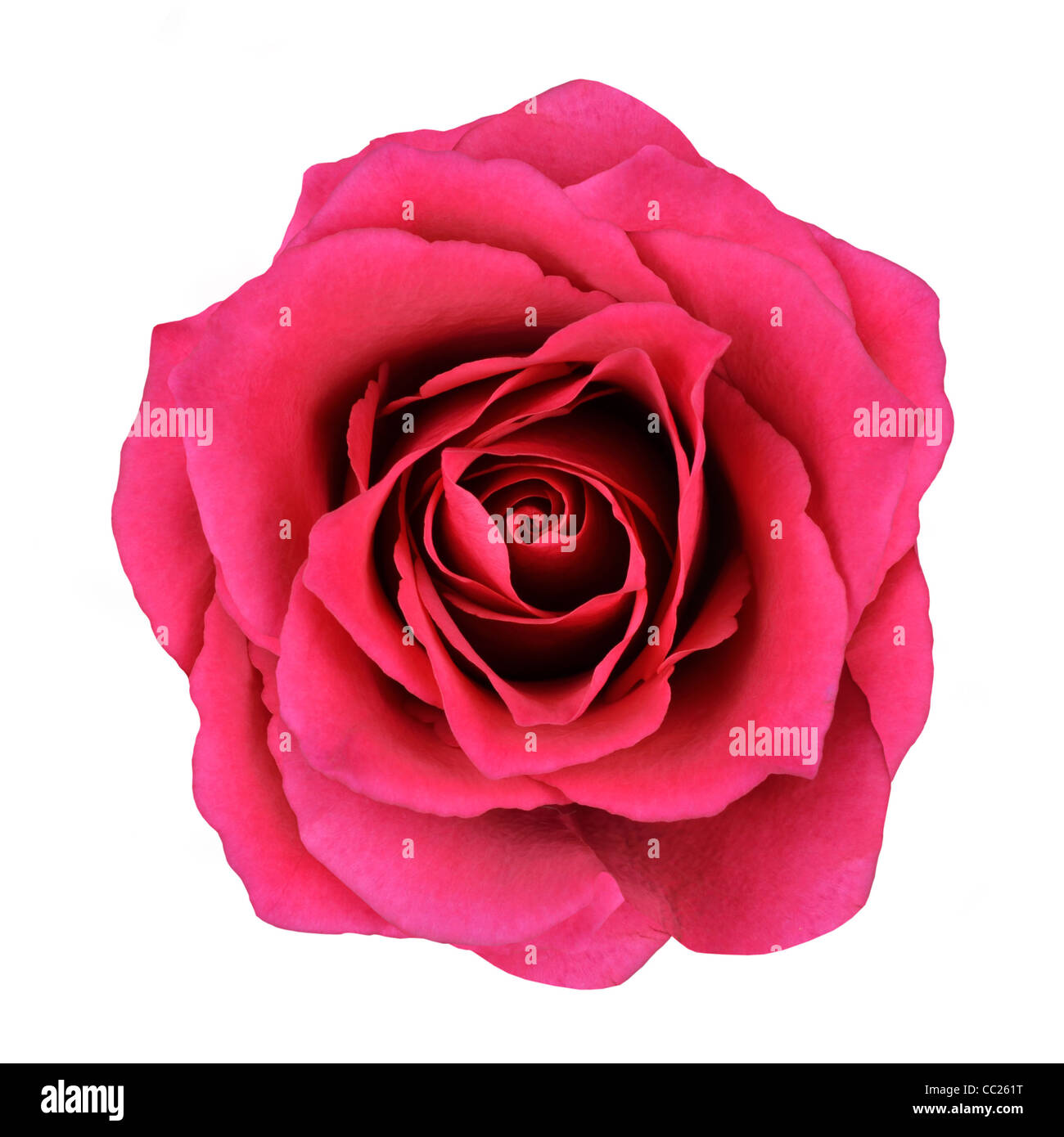 Rote Rose Blume Isolated on White Background. Draufsicht auf schöne rote Rose Blume Stockfoto