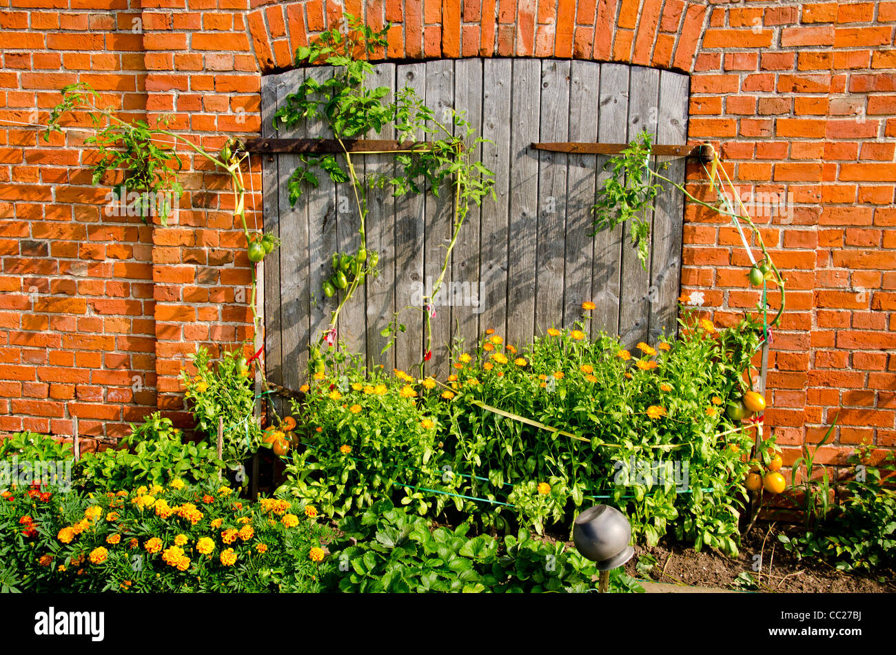 Verlassene Gebäudewand und Holztüren, Tomaten und Blumen wachsen. Garten Details. Stockfoto