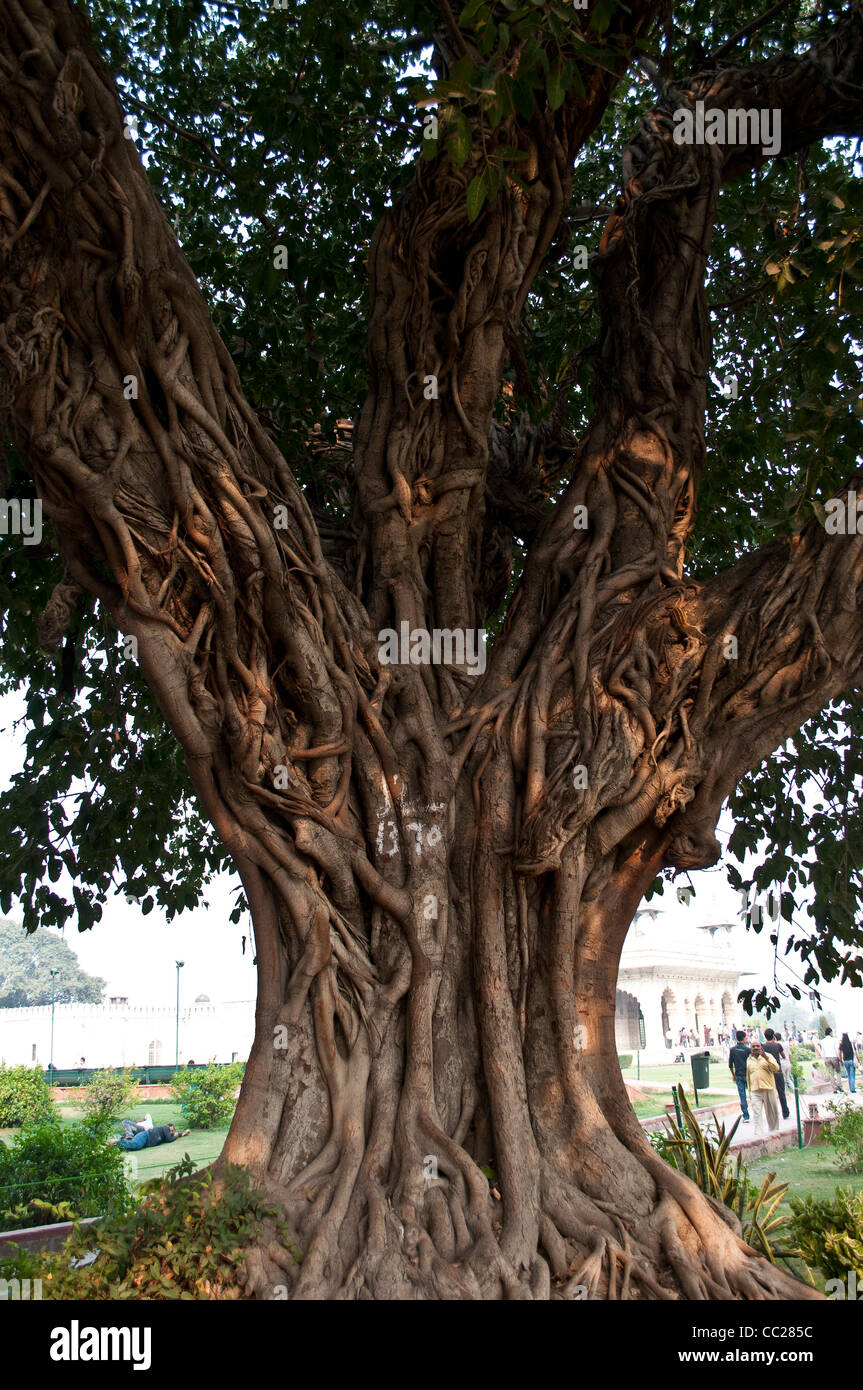 Banyan-Baum, Red Fort, Lal Qila, Alt-Delhi, Indien Stockfoto