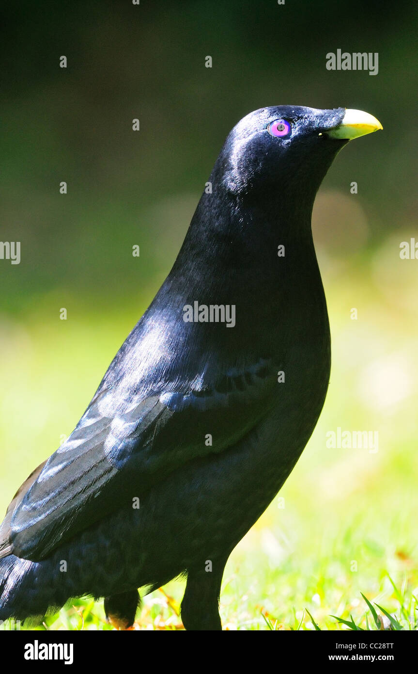 Satin Laubenvogel - Ptilonorhynchus violaceus Stockfoto