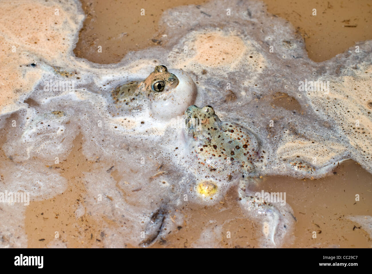 Ruft männlichen Chihuahuan Wüste Spadefoots, (Spea Multiplicata Stagnalis), Socorro County, New Mexico, USA. Stockfoto