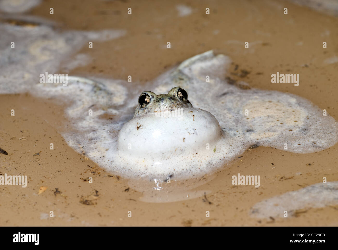 Ruft männlichen Chihuahuan Wüste katzenähnliche, (Spea Multiplicata Stagnalis), Socorro County, New Mexico, USA. Stockfoto