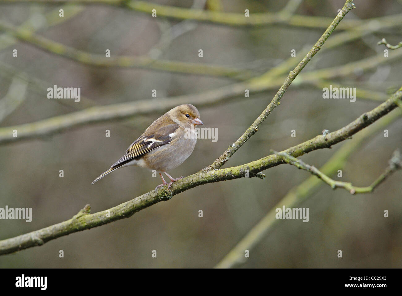 Erwachsene weibliche Buchfink Vogel auf Zweig. Stockfoto