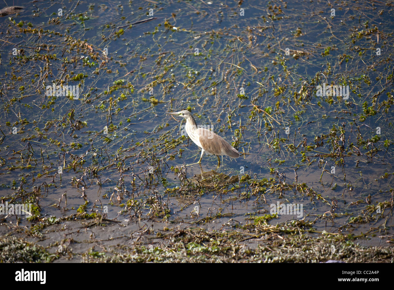 Squacco Heron Fütterung am Rand des Nil, Luxor, Ägypten Stockfoto